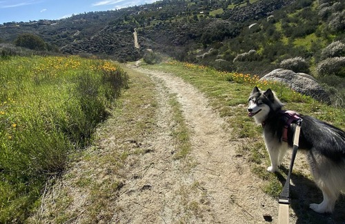 Fallbrook RV Rental | Camping in the Avocados with Mountain river views
