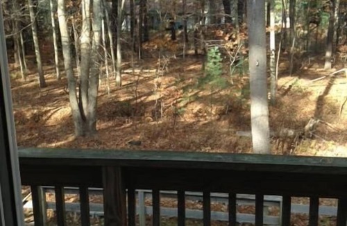 Ogunquit Cottage | Great Location in Ogunquit - 1/2 mile walk to the beach