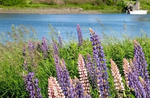 Owls Head House | Peaceful coastal cabin with screened porch, water view of the cove, dog-friendly