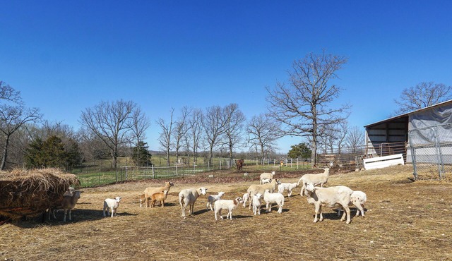 Hike & Fish! Ozarks Studio on Multi-Unit Farm