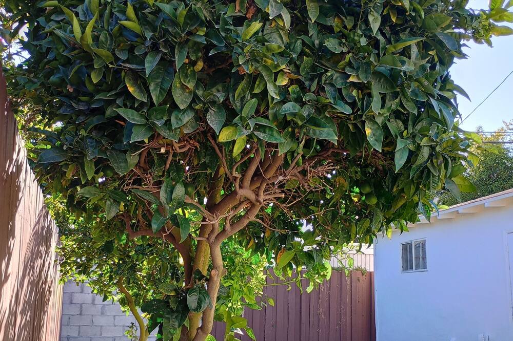 Photo of Outdoor in Culver - West