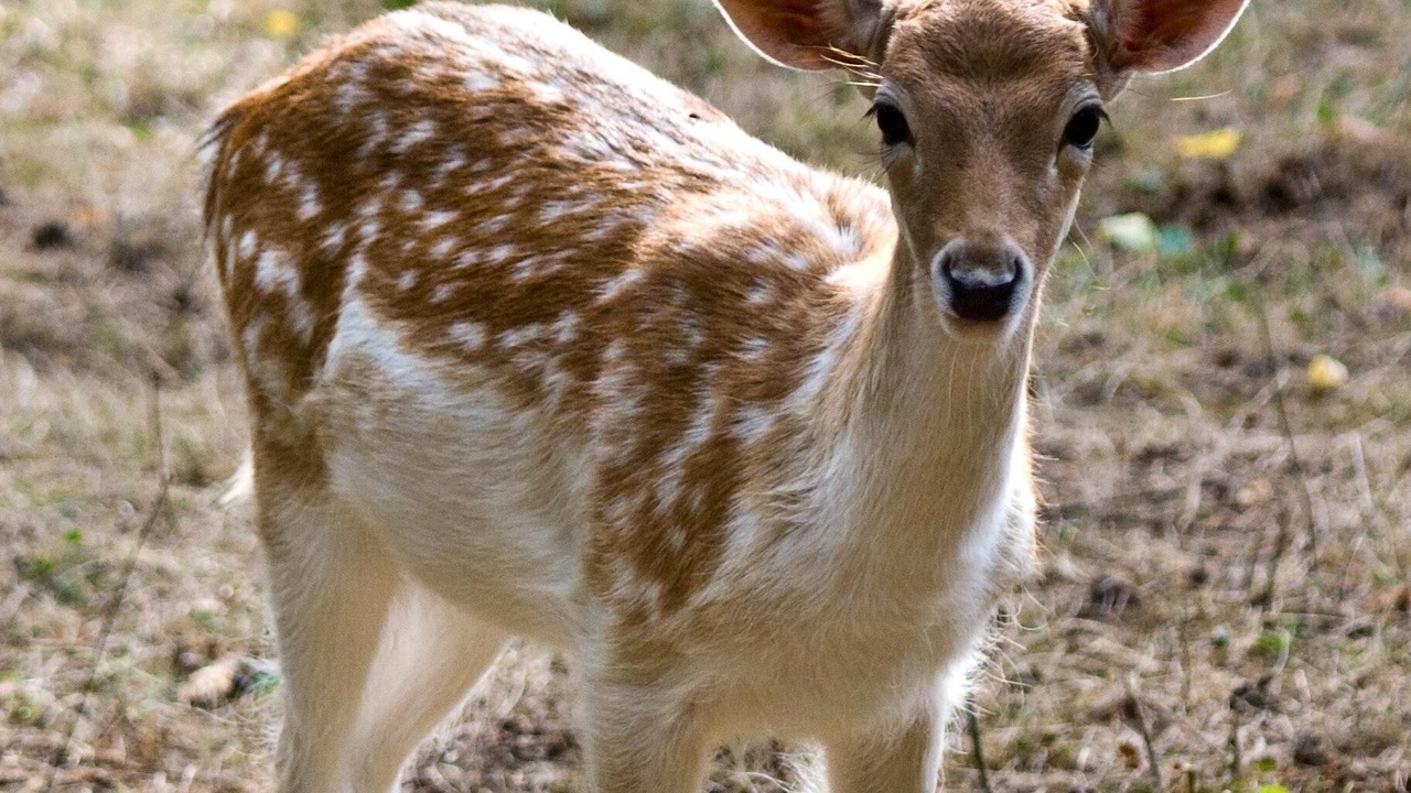 Photo of Others in Milbridge
