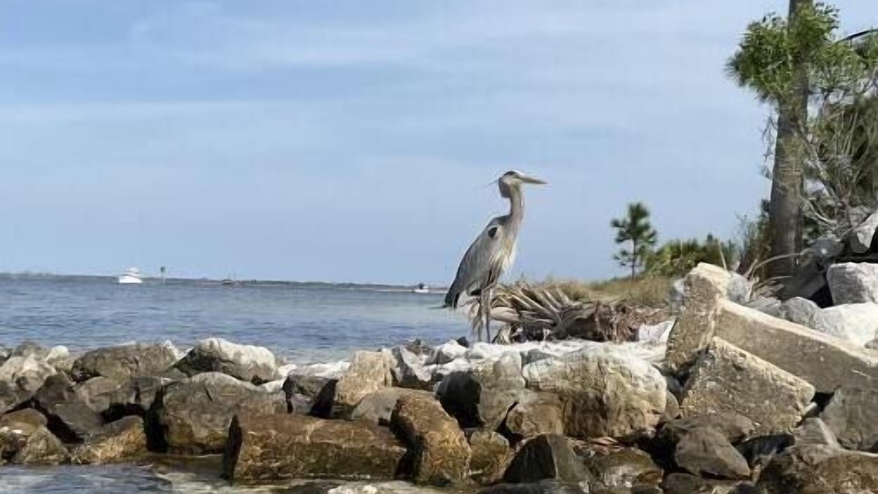 Photo of Others in Port Lagoon