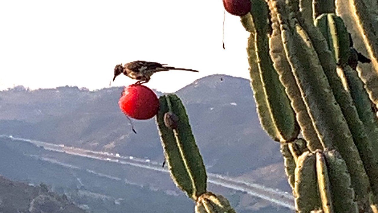 Photo of Others in Escondido