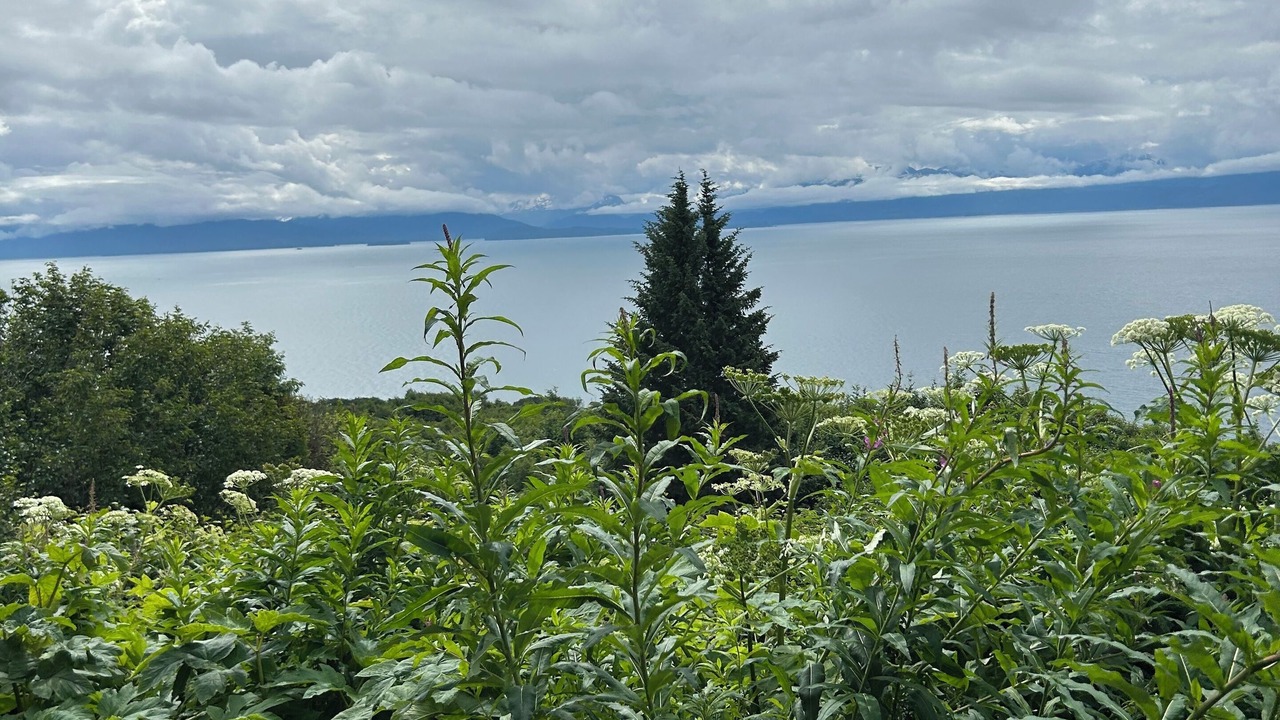 Photo of Others in Homer