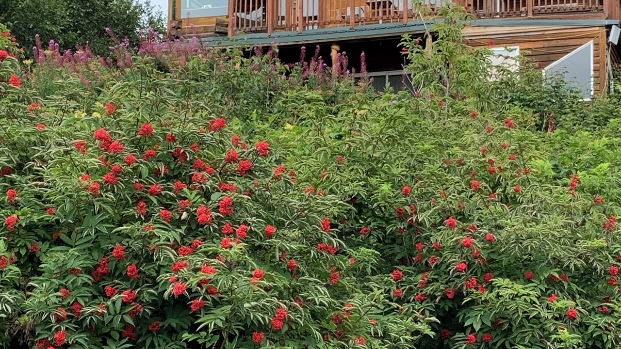 Photo of Outdoor in Homer
