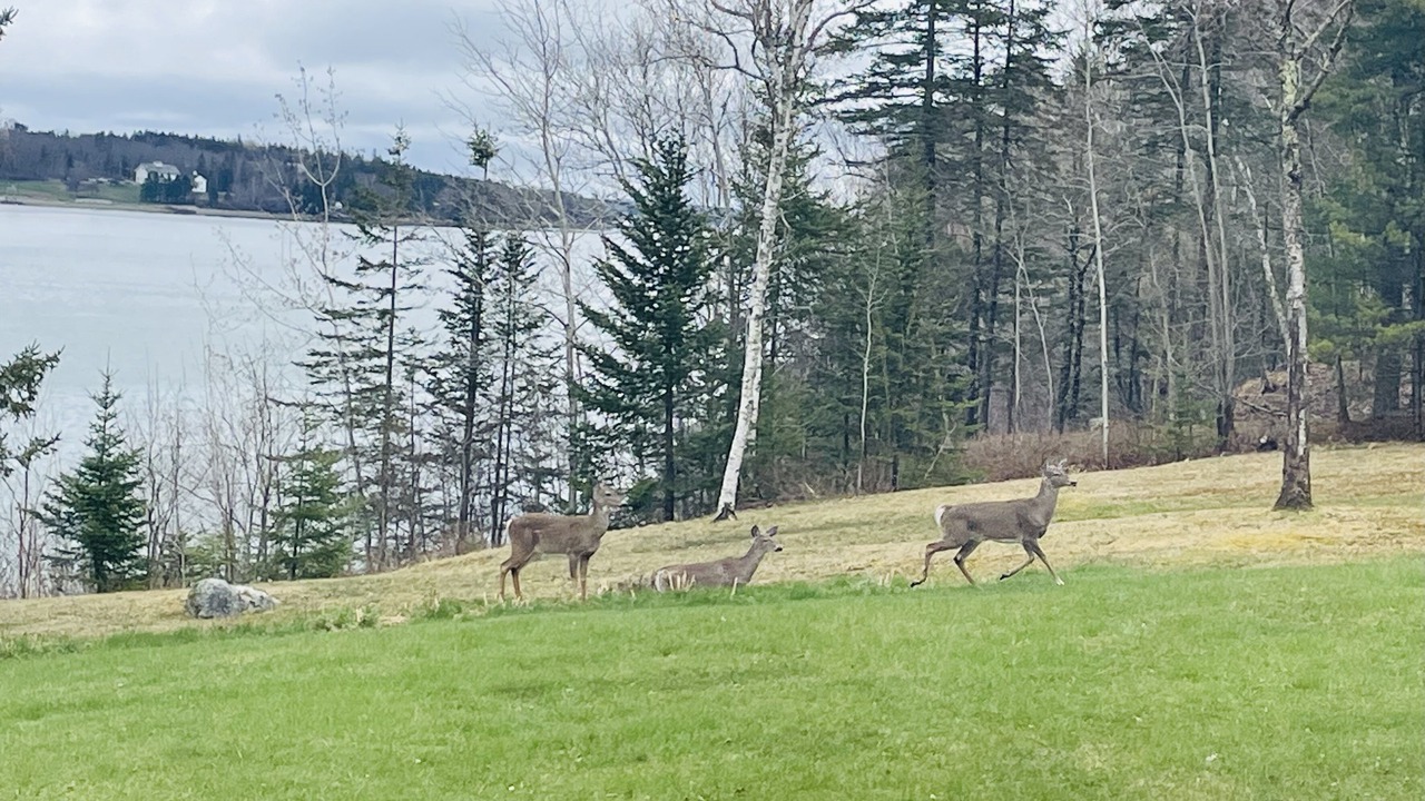 Photo of Outdoor in Bar Harbor