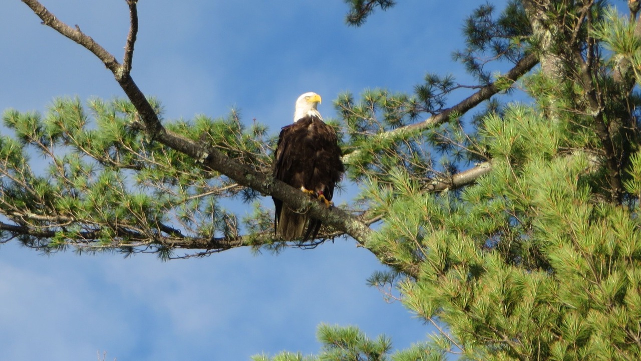 Photo of Outdoor in Freedom