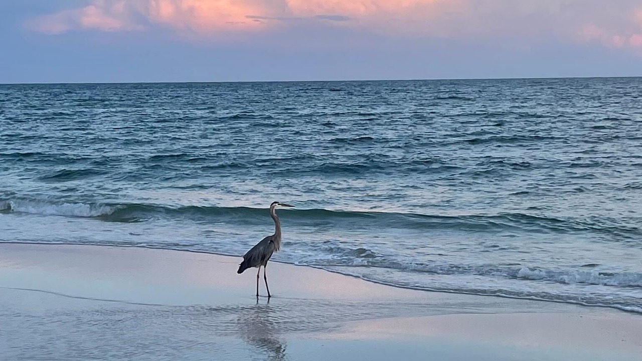 Photo of Others in Gulf Shores