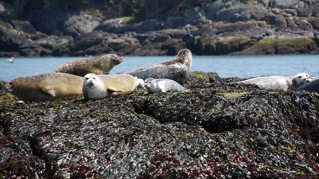 Photo of Others in Prospect Harbor