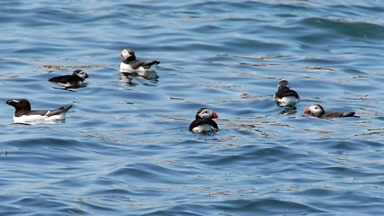 Photo of Others in Prospect Harbor