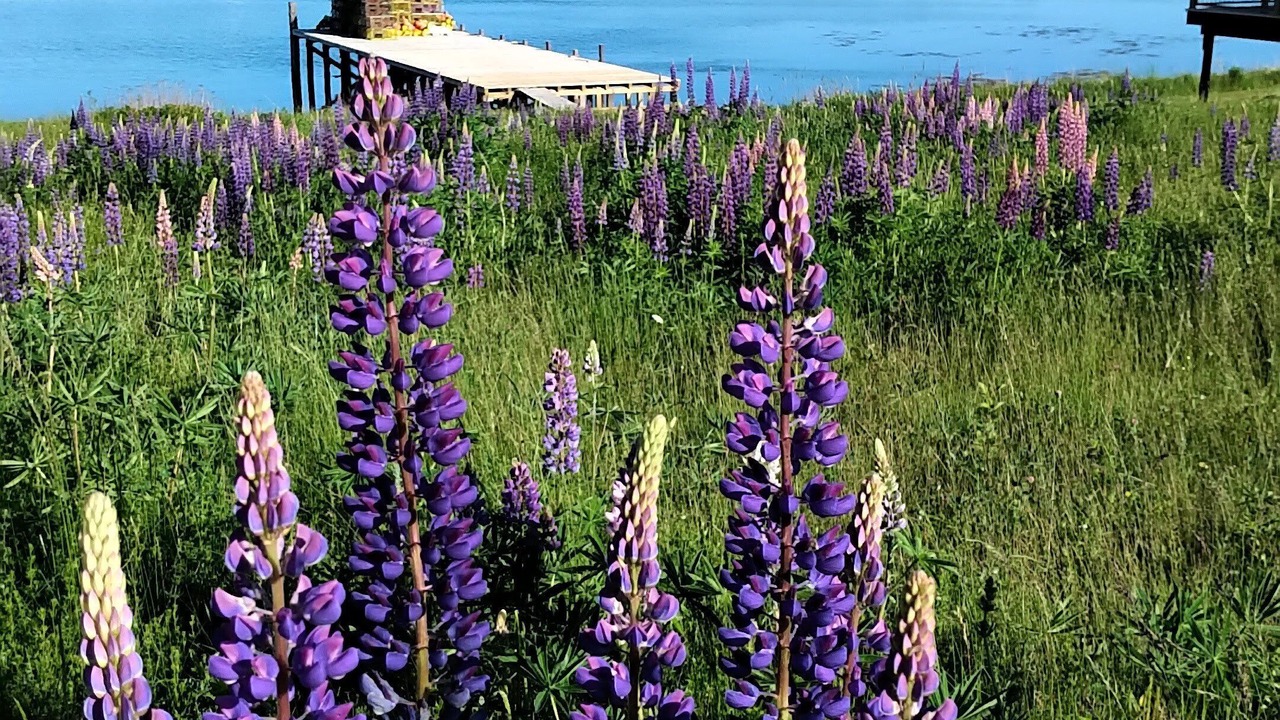 Photo of Outdoor in Bass Harbor