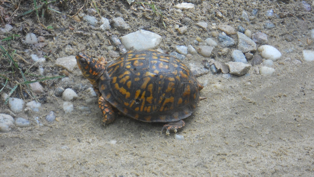 Photo of Others in Springs
