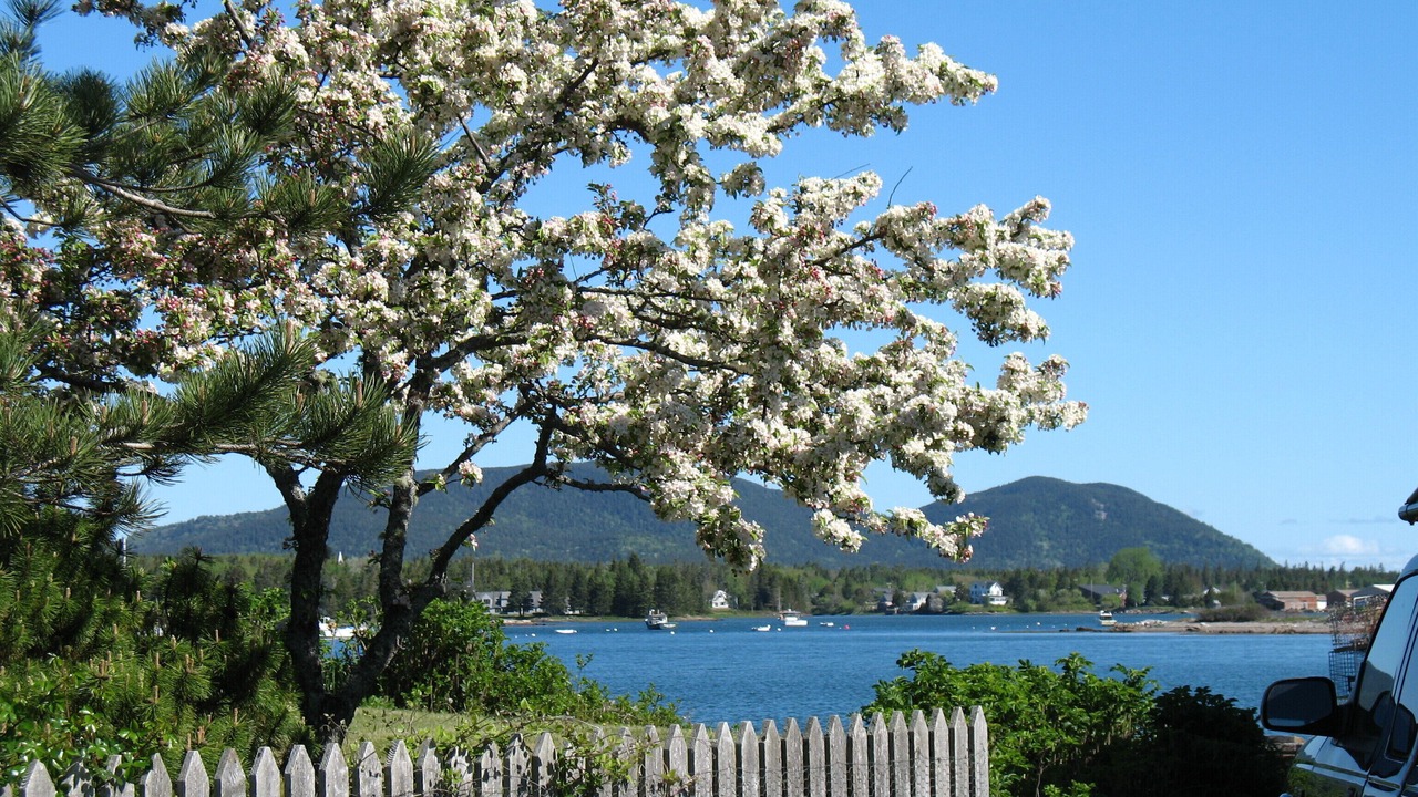 Photo of Others in Bass Harbor
