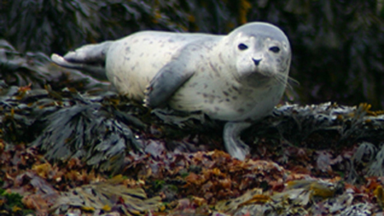 Photo of Others in Seal Harbor