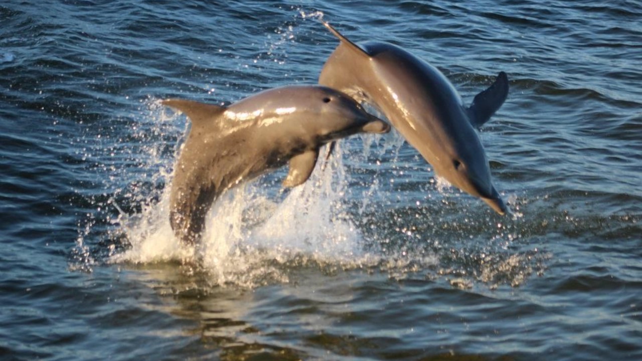 Photo of Others in Gulf Shores