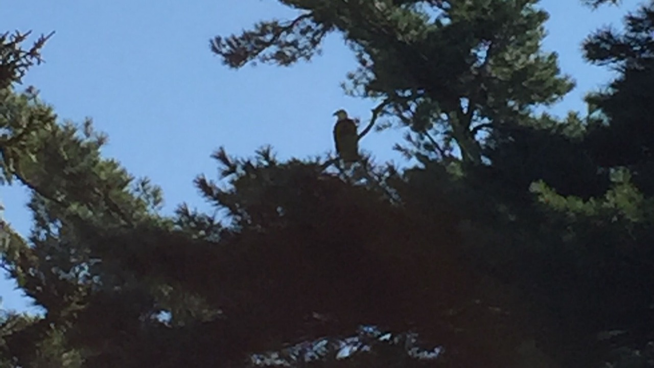 Photo of Others in Hulls Cove