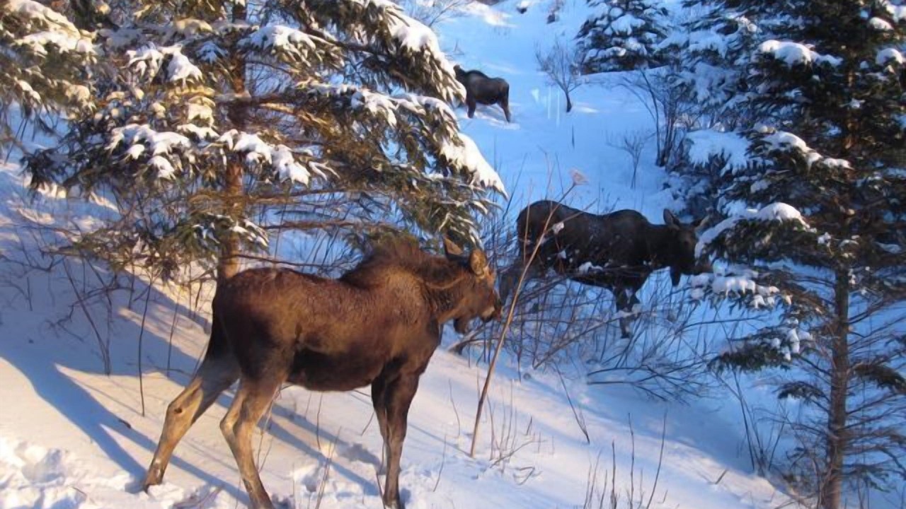 Photo of Others in Kachemak