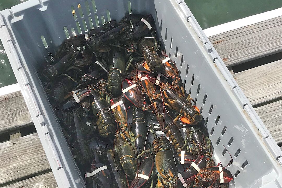Photo of Others in Southwest Harbor