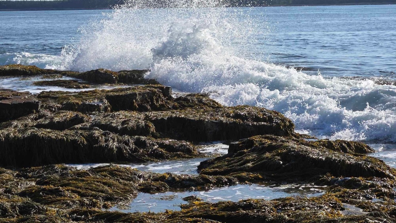 Photo of Others in Prospect Harbor