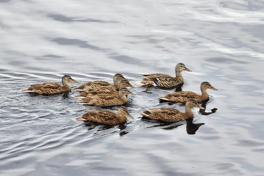 Photo of Others in North Penobscot